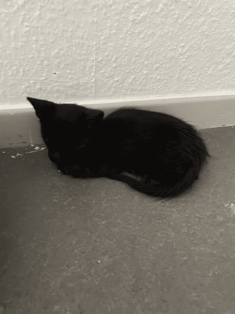 Coco