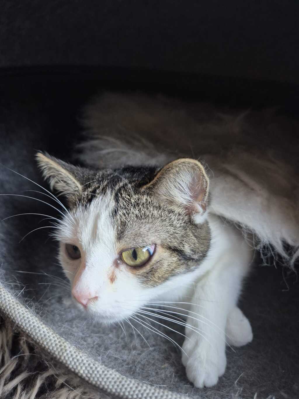 Weiß getigerte Katze
