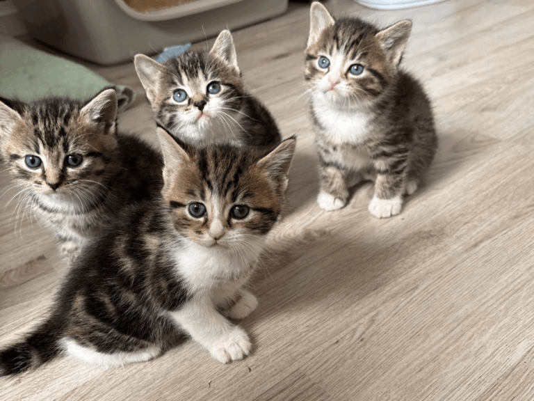 Anni Kittenbande