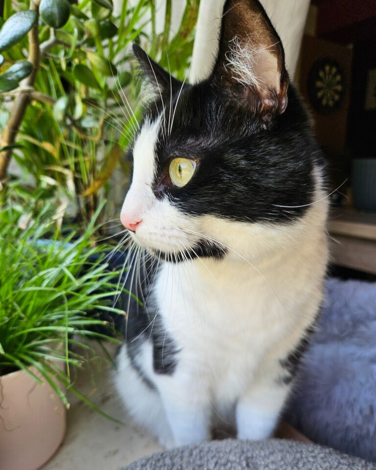 Nala schaut zur Seite