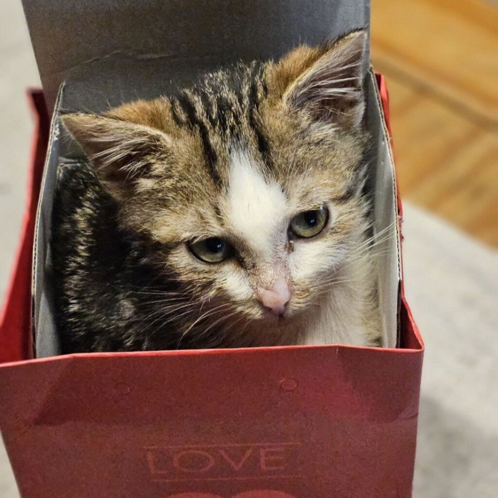 Polly in Box