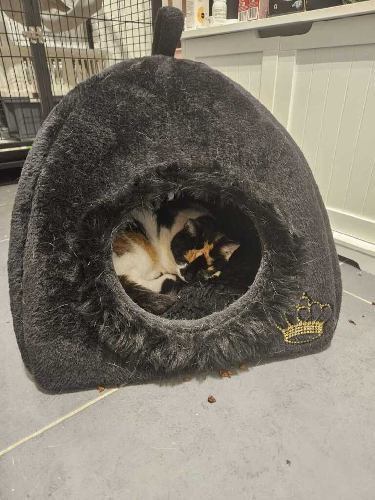 Katze Prada liegt in Höhle