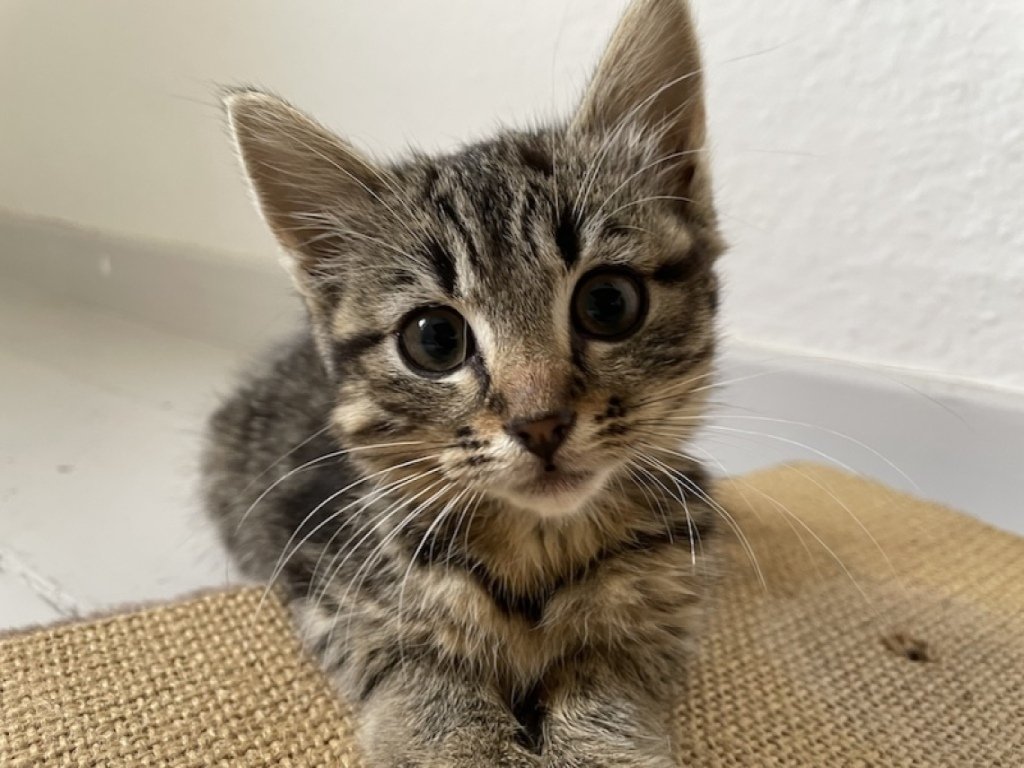 Cleo Kitten Foto