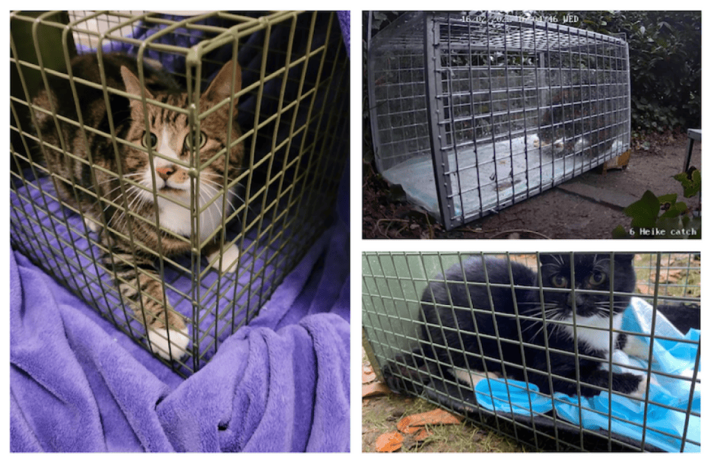 Streuner Katze in Falle