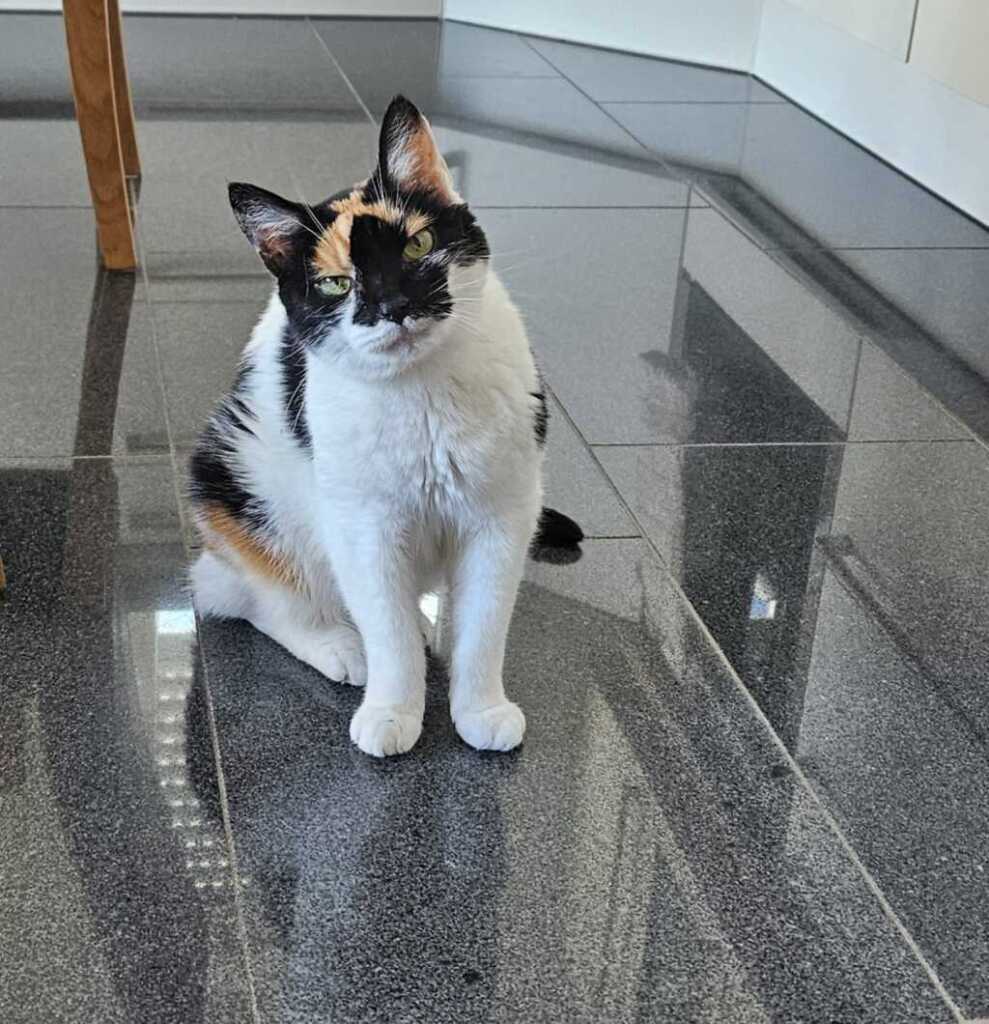 Katze Prada sitzt auf Fliesenboden