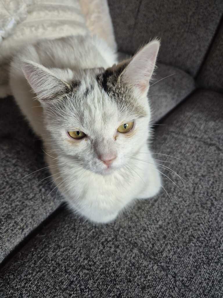 Weiß getigerte Katze