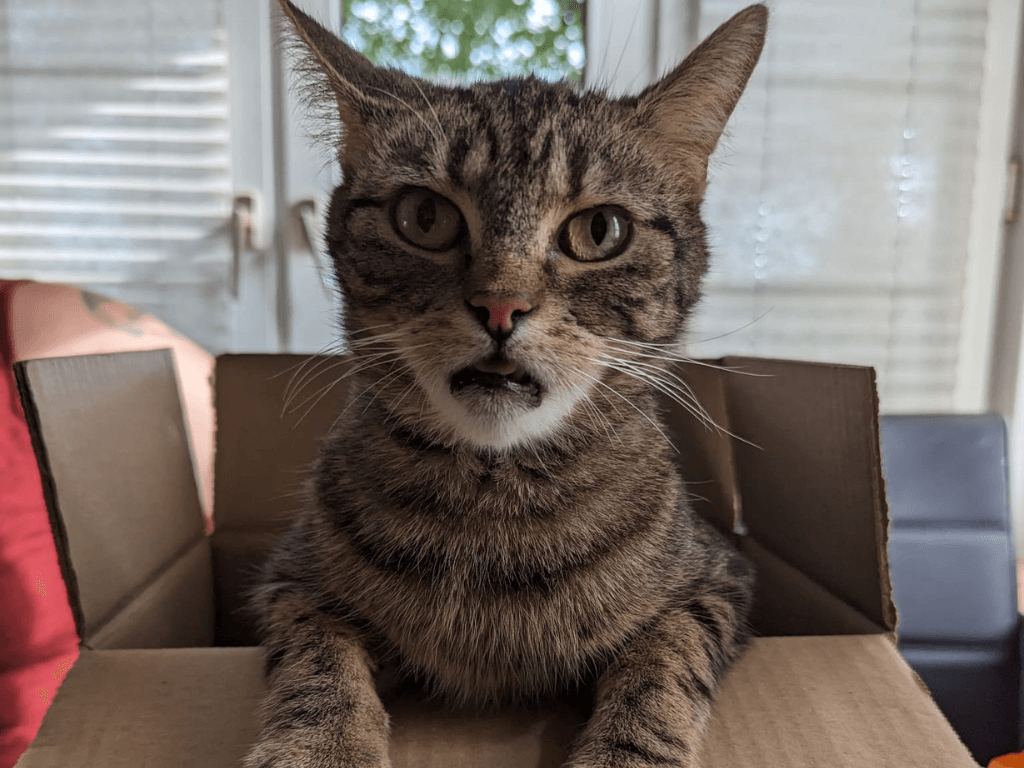 Getigerter Kater auf Karton