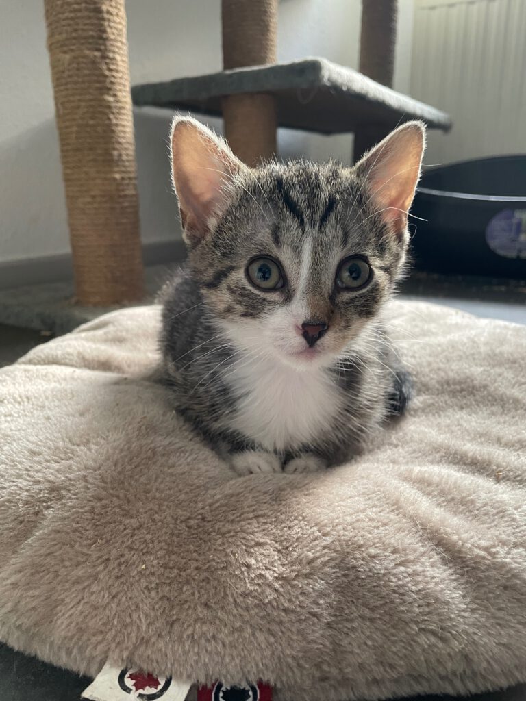 Kitten Marble schaut aufgeweckt in die Kamer