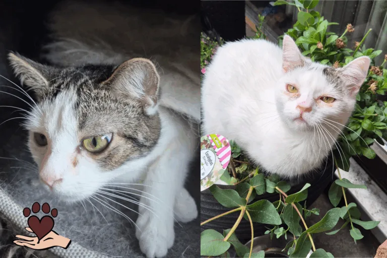 Sina & Sunny (ca. 1 Jahr)