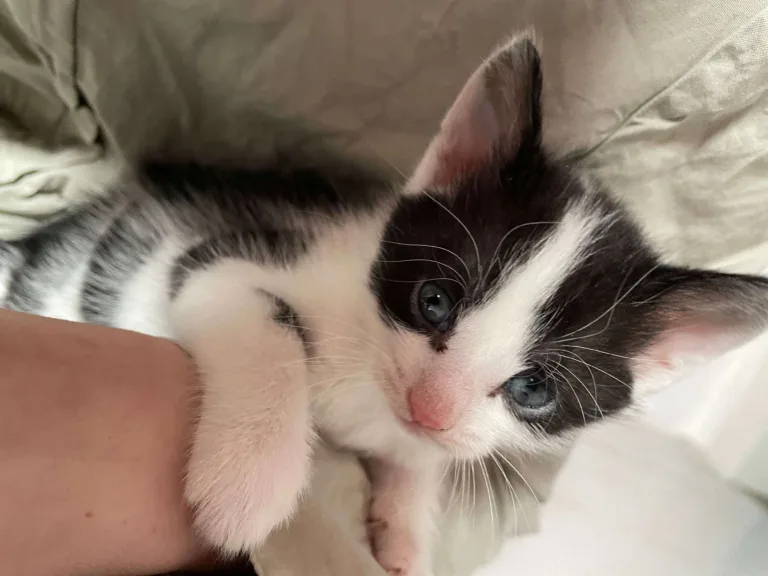 Marley