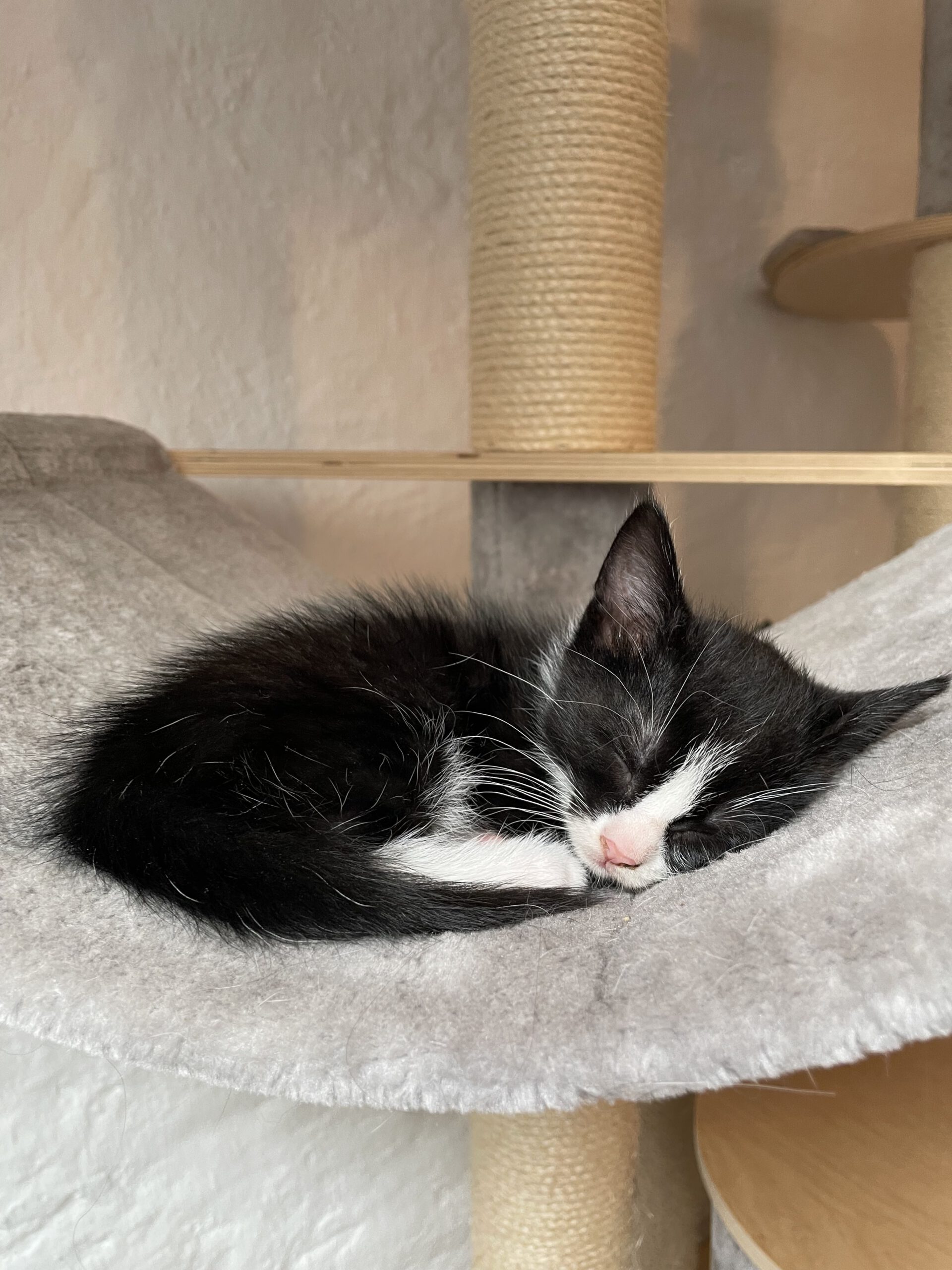 Kitten Salim schläft in Hängematte