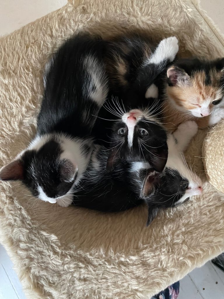 4 Kitten liegen aufeinander.
