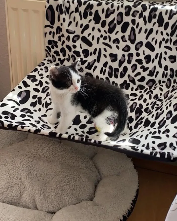 Kitty Kitten