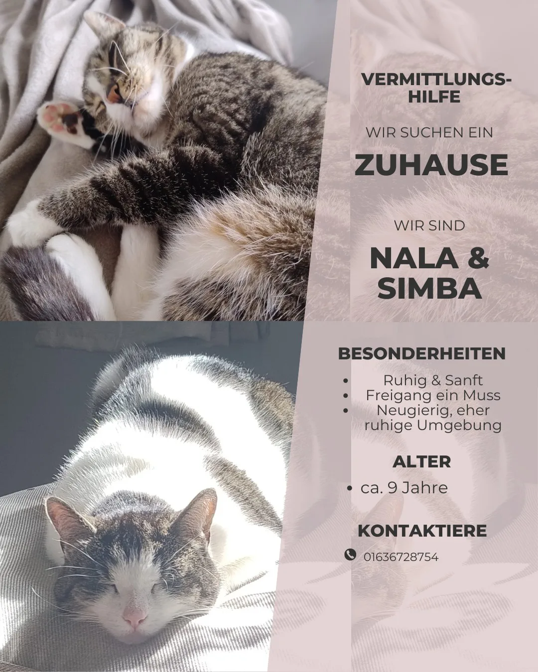 Simba & Nala