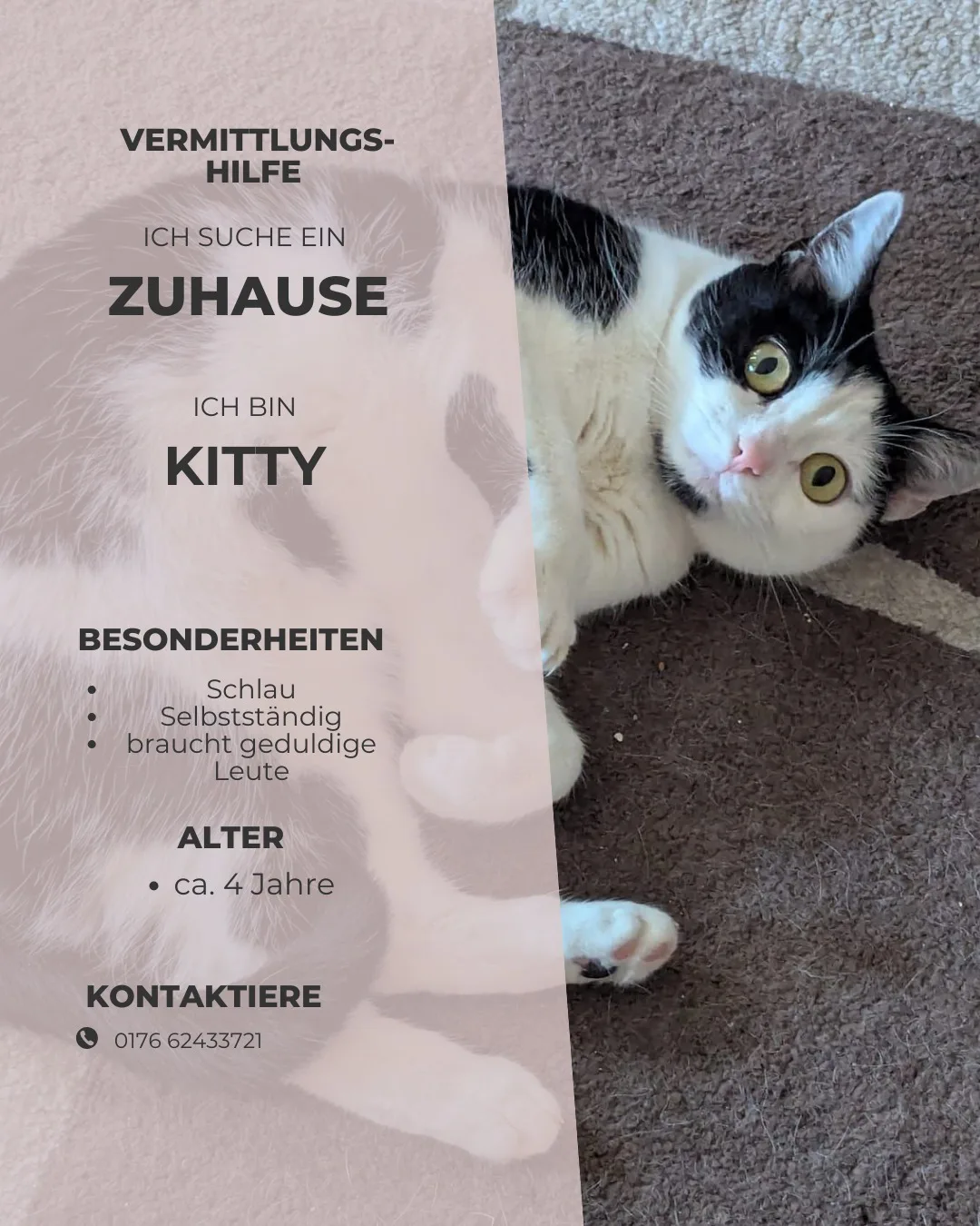 Kitty