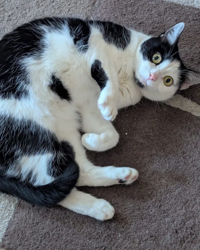 Kitty