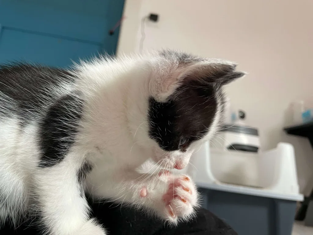 Marley