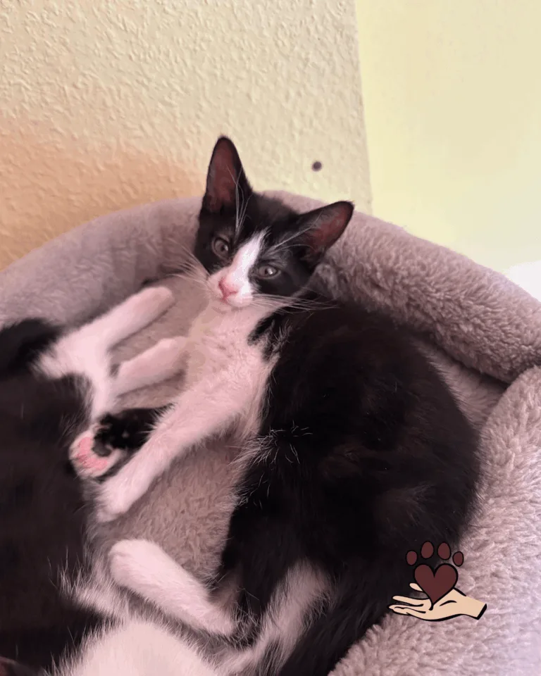 Casimir, Fine & Mama Hexe