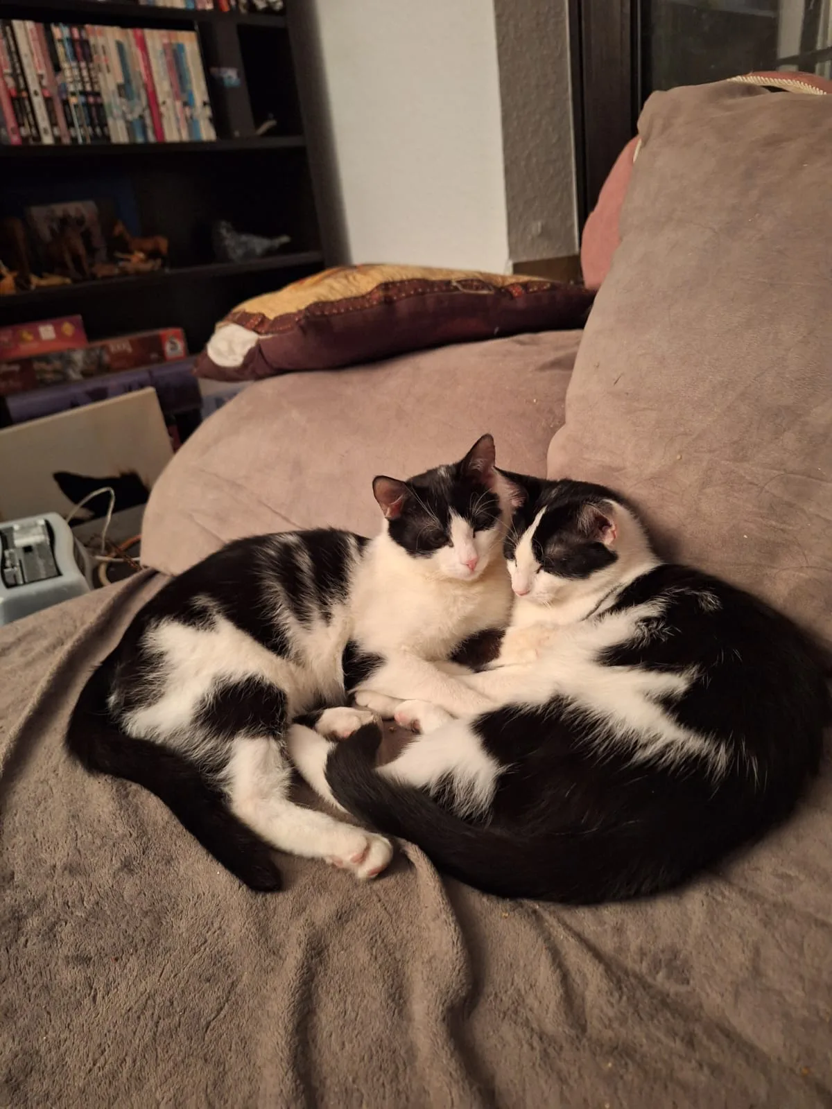 Marley rechts, Janosch Links