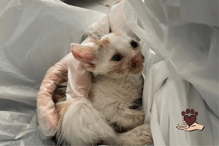 Notfelle Niederrhein e.V. für Deutschen Tierschutzpreis nominiert – Jetzt abstimmen!