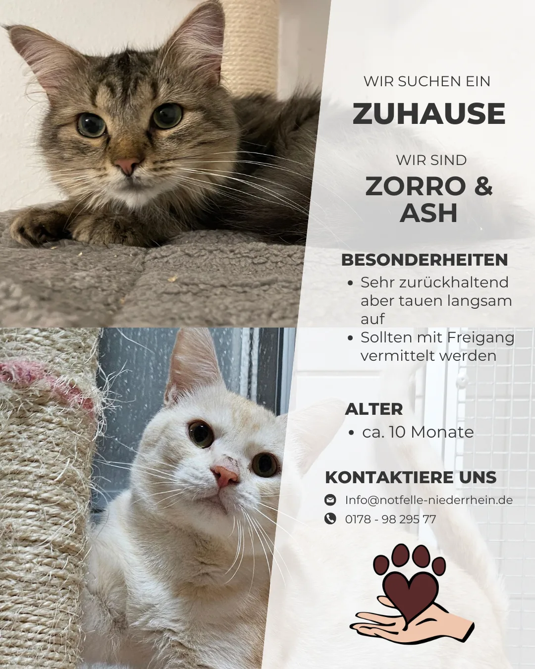 Zorro & Ash