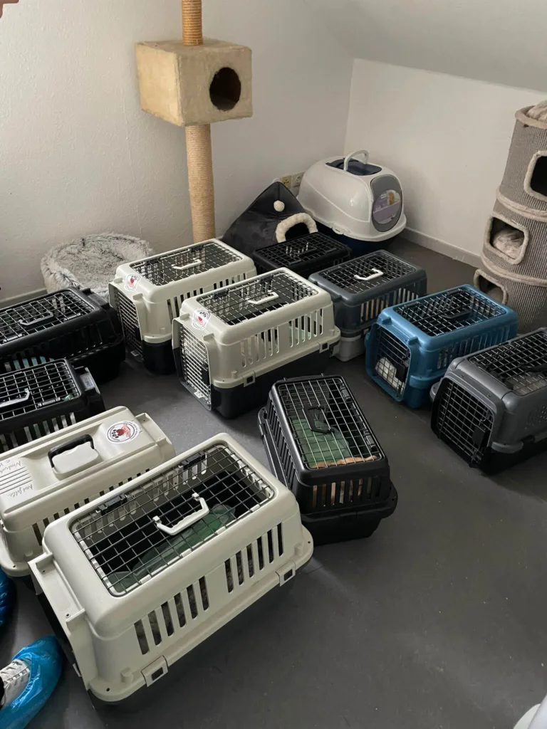 Rund 100 Katzen aus Messi-Haus gerettet: unser Verein hilft