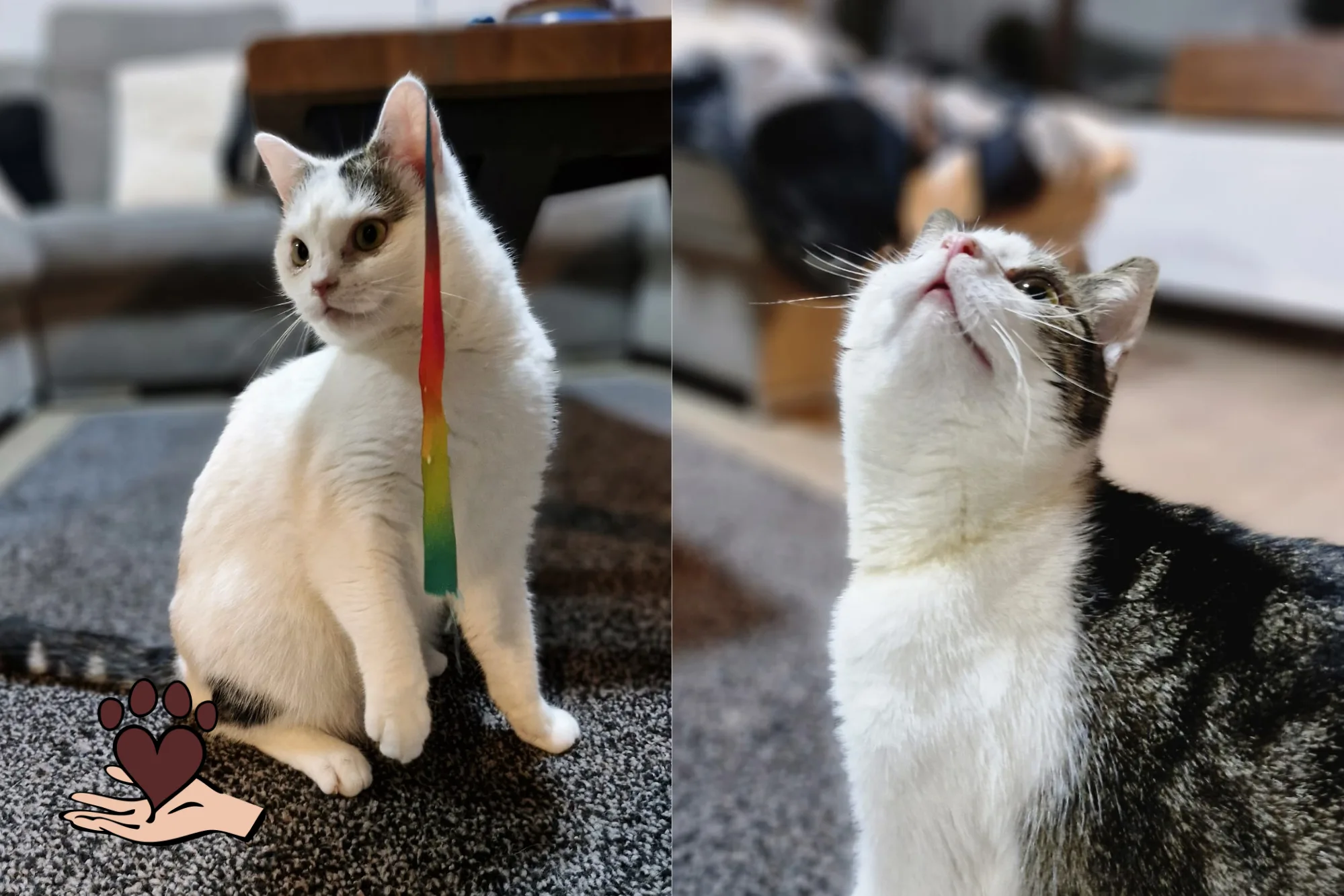 Sina & Sunny (ca. 1,5 Jahre)