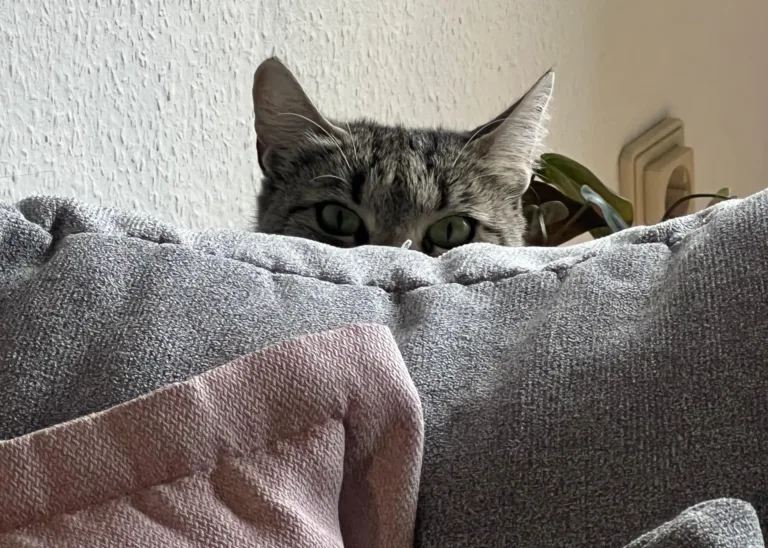 Vermittlungshilfe: Lucy – 5 Jahre