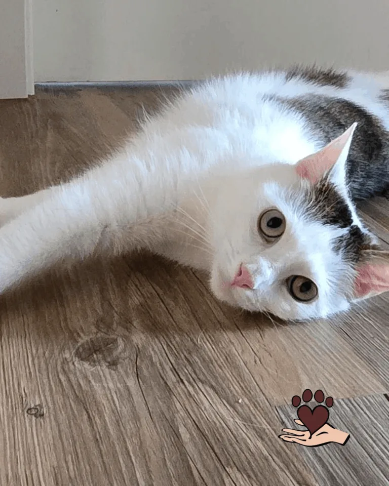 🐾 Moritz sucht endlich sein eigenes Zuhause. Sensibel, menschenbezogen und bereit für einen Neuanfang 🧡Moritz