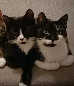 Vermittlungshilfe: Ida & Marie (4,5 Jahre) suchen ein gemeinsames Zuhause