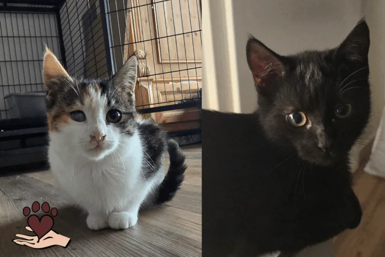 🐾Madame Medusa & Prinz John – zwei kleine Kämpfer suchen ihr Glück🐾