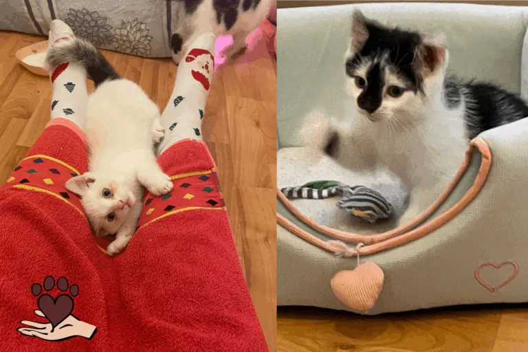 🐾 Pumbaa & Bagheera – zwei kleine Abenteurer auf Samtpfoten 🖤🤍 🐾