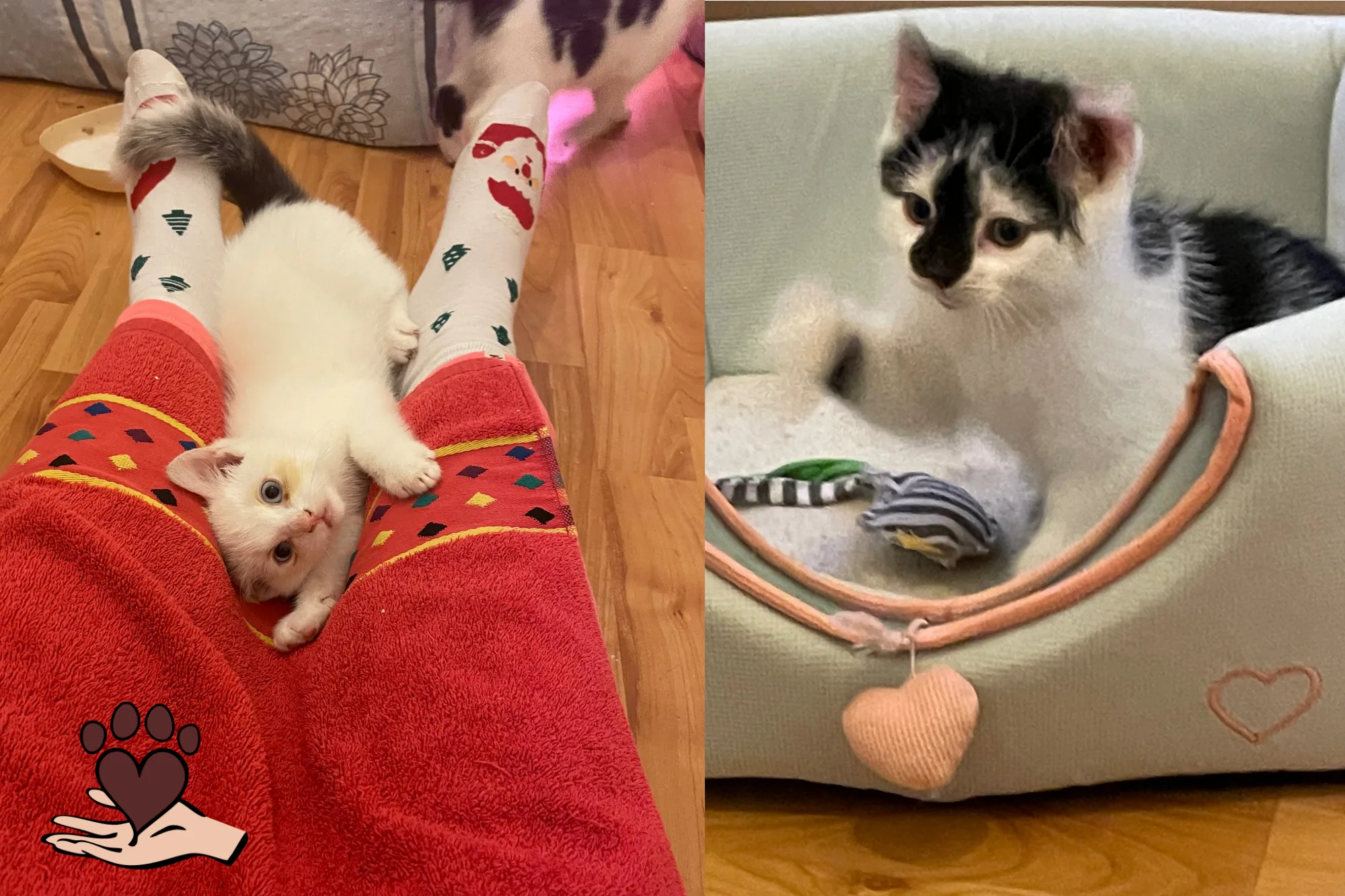 🐾 Pumbaa & Bagheera – zwei kleine Abenteurer auf Samtpfoten 🖤🤍 🐾