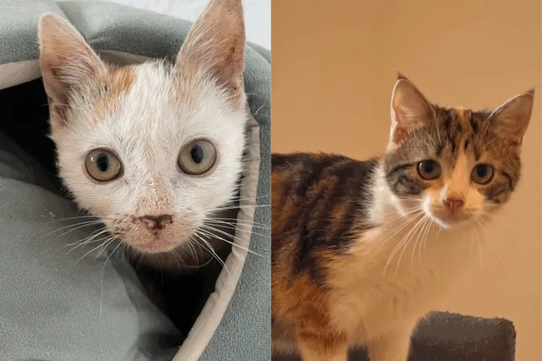 🐾✨ Luni & Angel – Zwei kleine Heldinnen suchen ihr Happy End ✨🐾