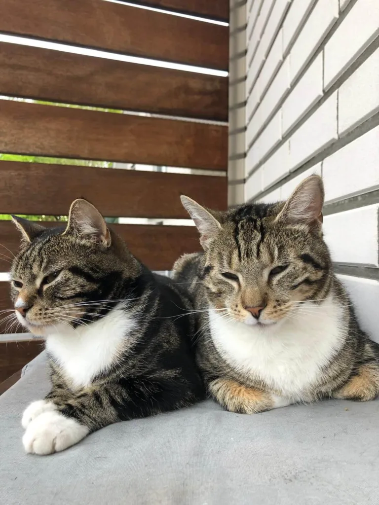 Vermittlungshilfe: Amy & Sheldon – liebevolles Geschwisterpaar sucht neues Zuhause 🐾