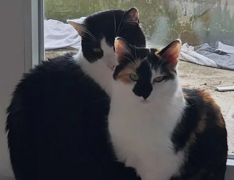 Vermittlungshilfe: Nami & Merlin – liebevolle Geschwister suchen ein Zuhause 🐾