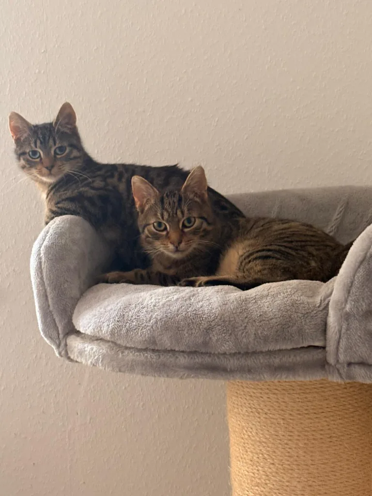 🐾💞 Belly & Rainbow – zwei schüchterne Schönheiten auf dem Weg ins Glück! 💞🐾