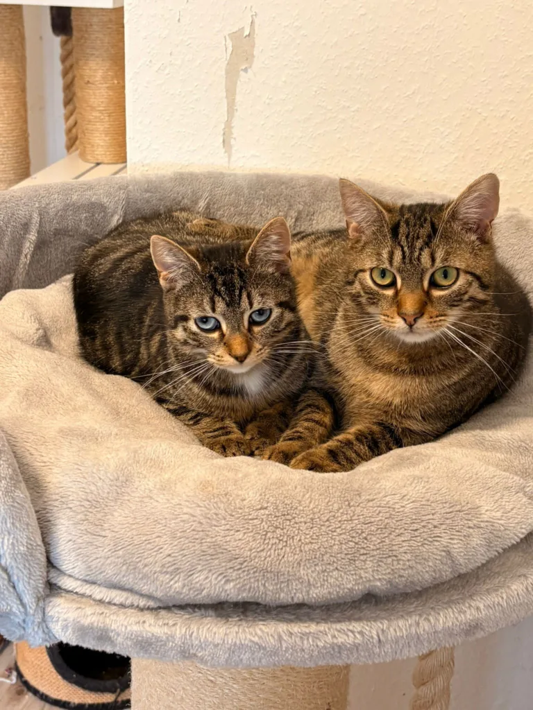 🐾💞 Belly & Rainbow – zwei Schönheiten auf dem Weg ins Glück! 💞🐾