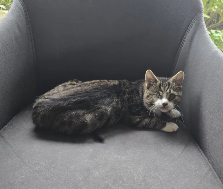 Hier kommt Mim (6 Monate)– ein kleines Kämpferherz auf vier Pfoten.