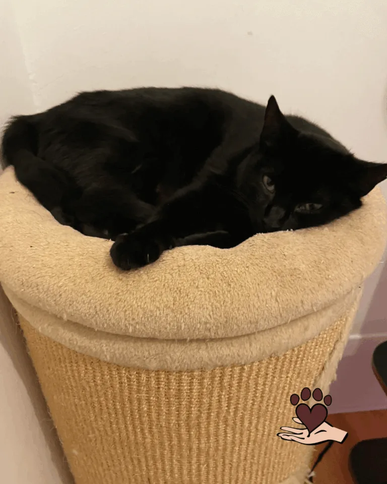 🌟 Mama Morle Maus sucht ihr eigenes Zuhause! 🌟