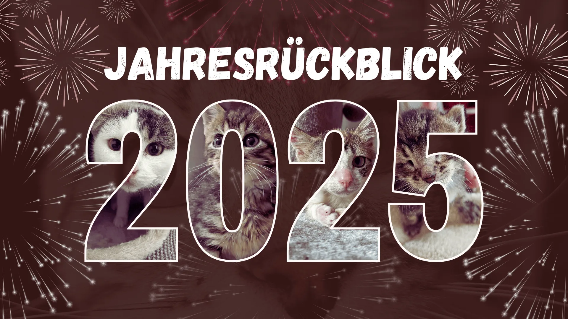 Jahresrückblick 2025 der Notfelle Niederrhein e.V.
