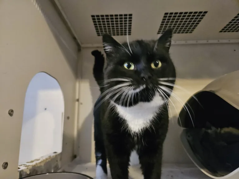 Vermittlungshilfe für Schmuser – ein sanfter Riese sucht sein Für-Immer-Zuhause 🐾