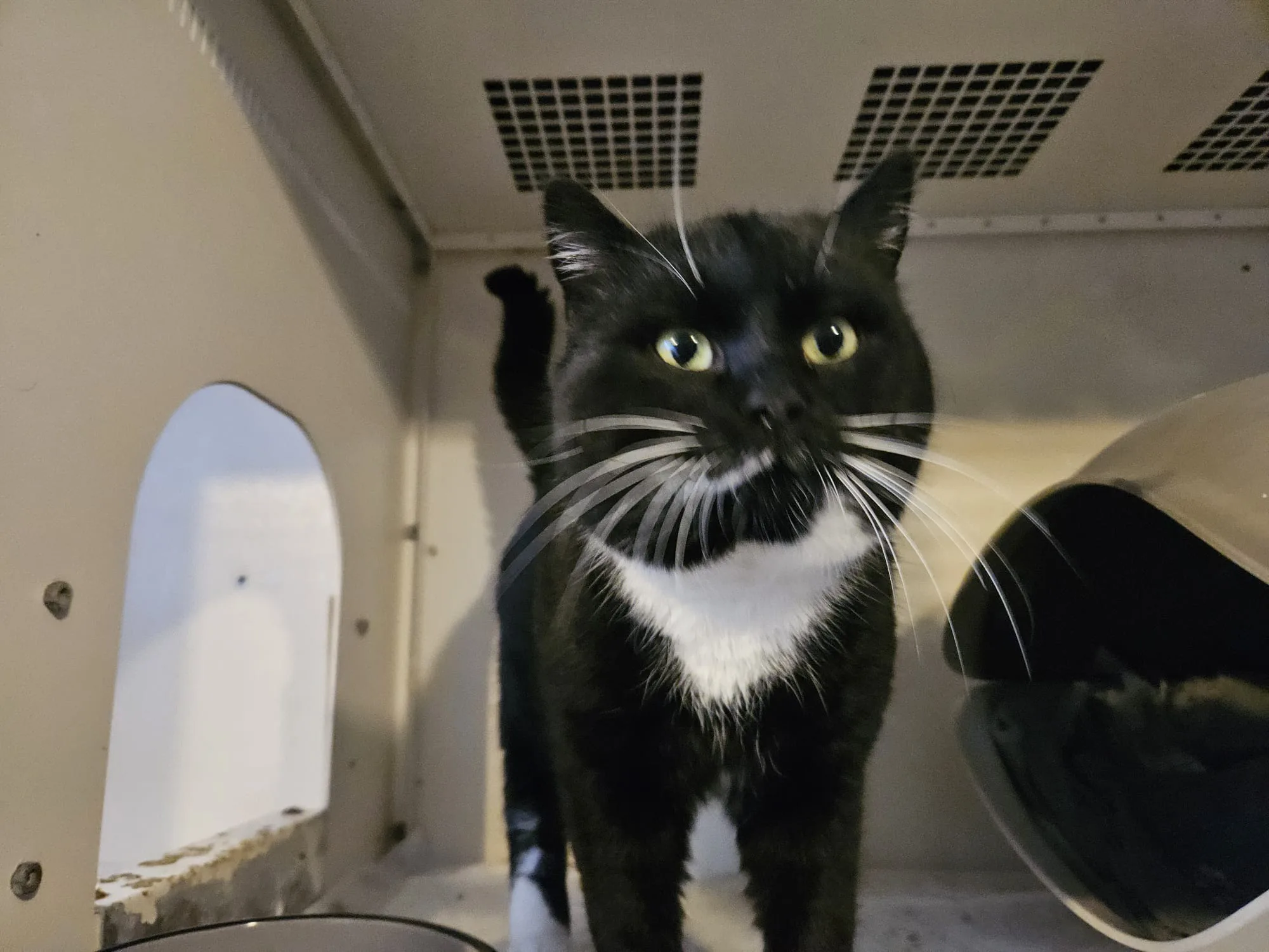 Vermittlungshilfe für Schmuser – ein sanfter Riese sucht sein Für-Immer-Zuhause 🐾