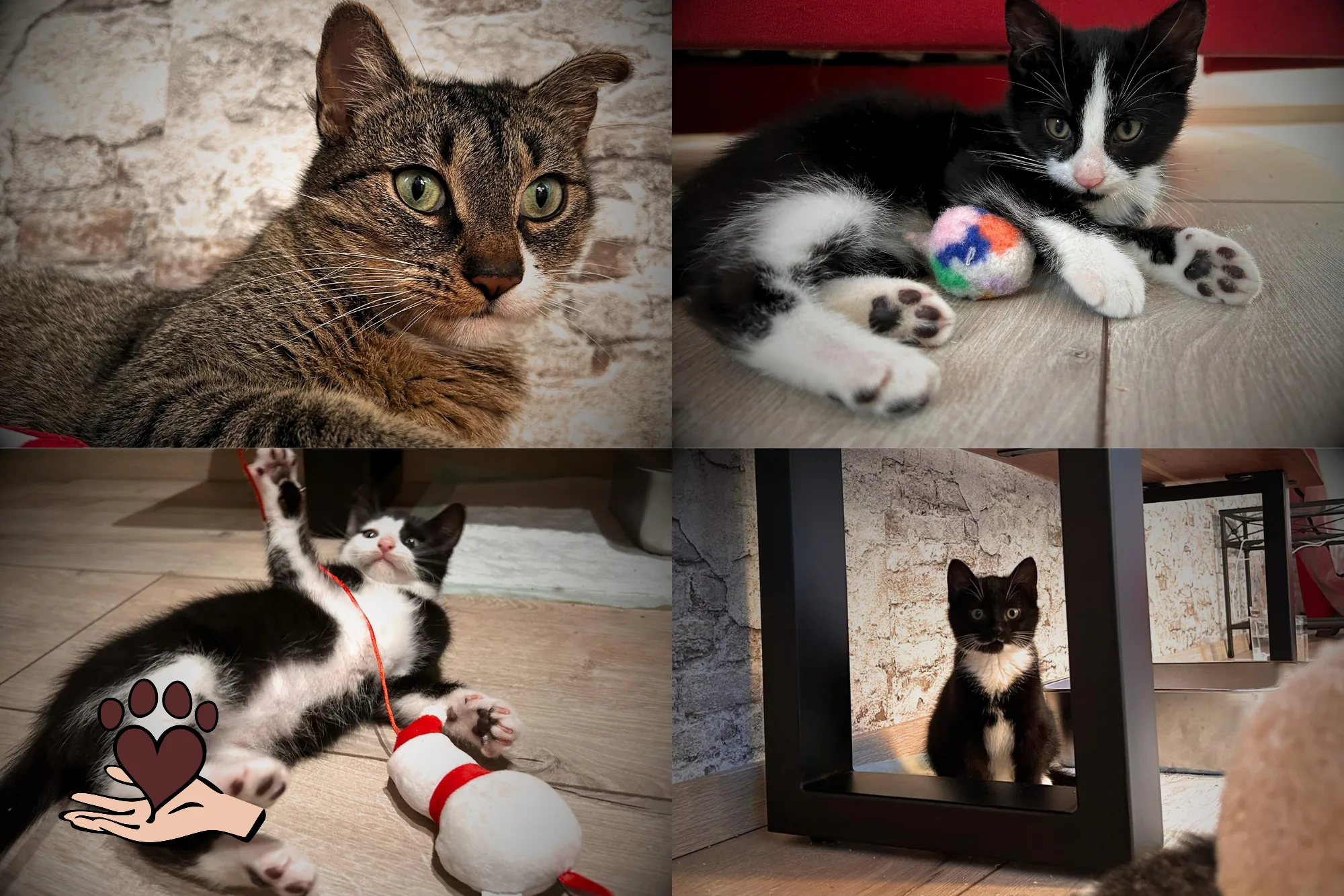 Vier Herzen auf der Suche nach einem Zuhause 🐾