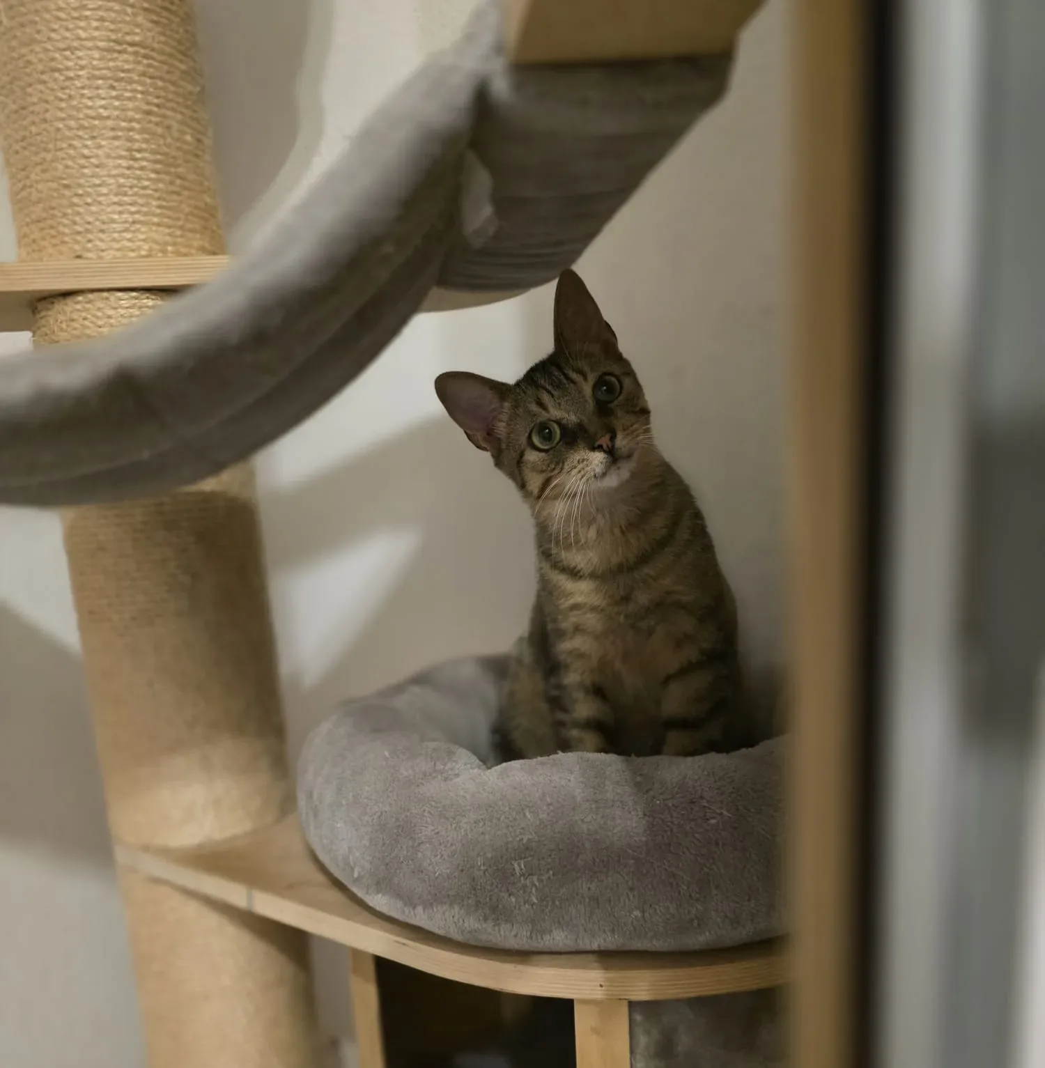 🐾 Johnny – ein besonderer Kater sucht sein Für-immer-Zuhause 🐾