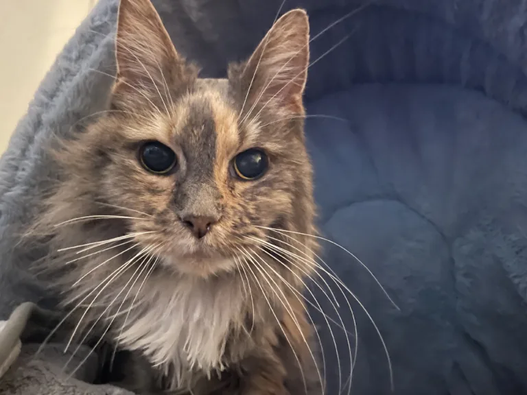 Ella – eine leise Kämpferin mit großem Herzen 💛