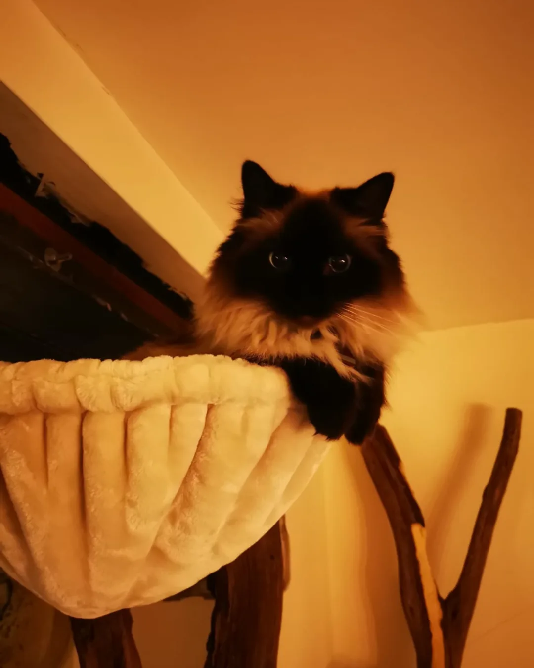 Vermittlungshilfe für Miss Chino