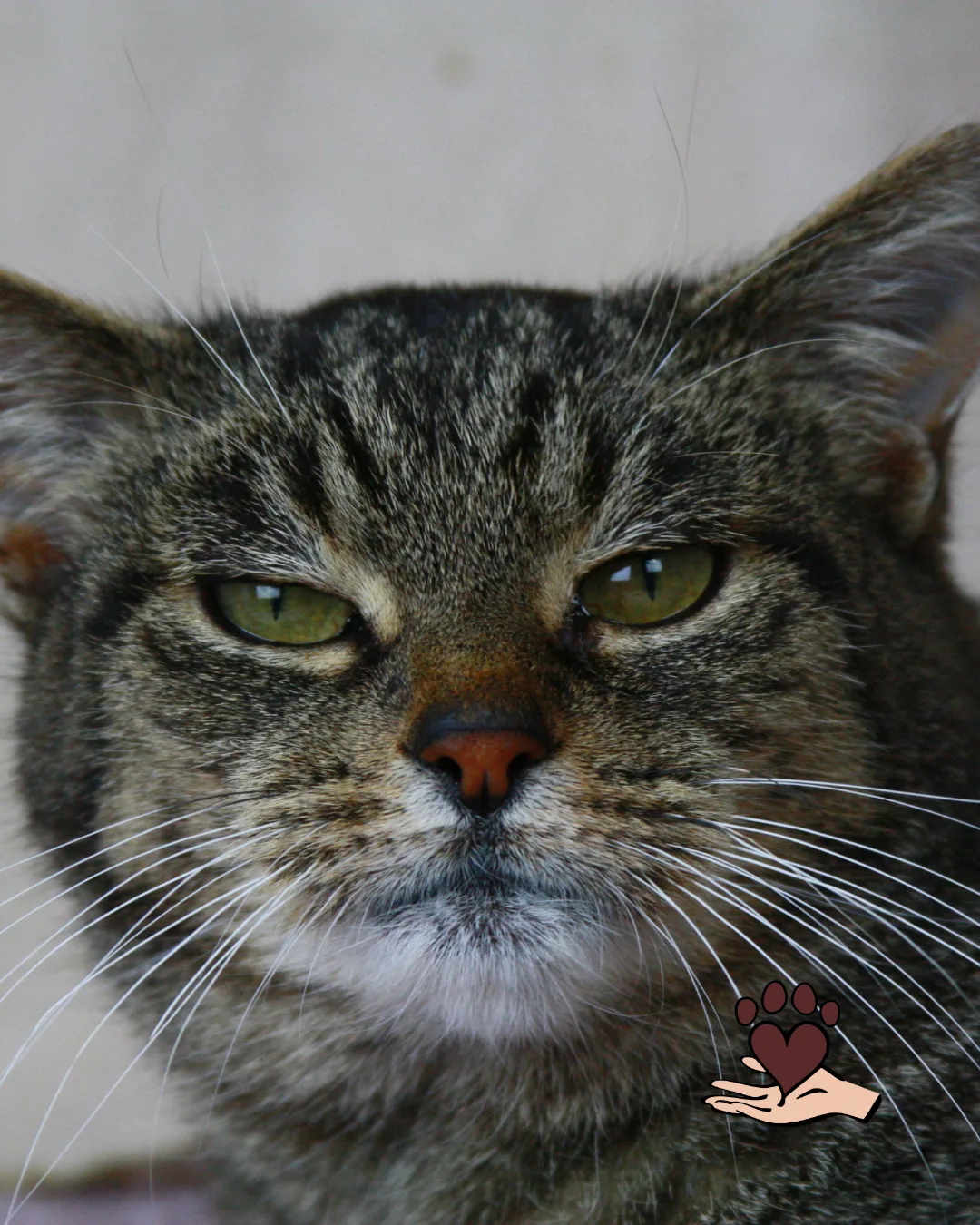 🐾 Prinzessin Leya sucht ihr Für-immer-Zuhause 🐾