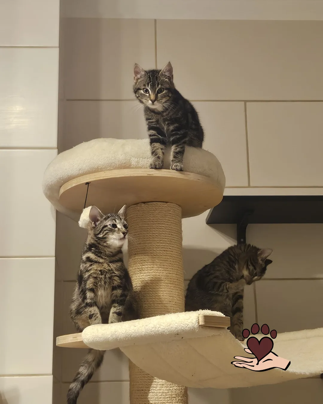 🐾TKT: Tolles Kater Trio sucht ein gemeinsames Zuhause