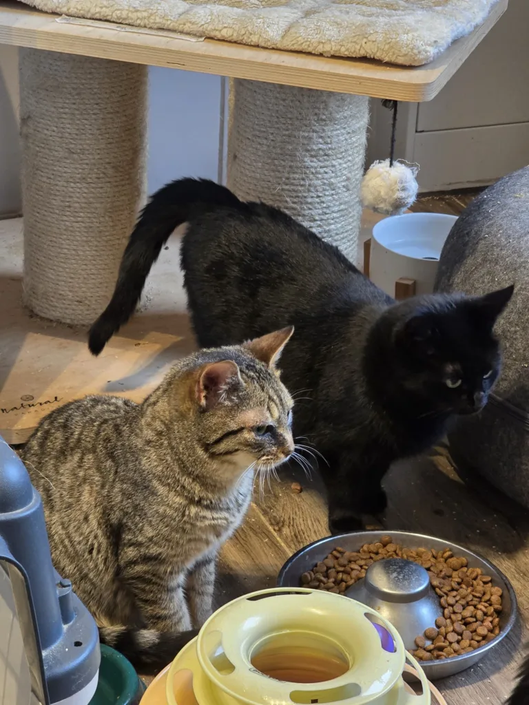 🐾 Baby & Johnny – ein besonderes Duo sucht sein Für-immer-Zuhause 🐾